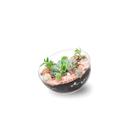 Vaso Lua Pequeno Vaso De Acrílico Terrário Orquídeas