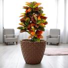 Vaso para Planta e flores Cone Diamante 3D Decoração Casa e Jardim 35x40 em polietileno com proteção UV 30 litros Vaso para Planta e flores Cone Diamante 3D Decoração Casa e Jardim 35x40 em polietileno com proteção UV 30 litros