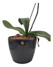 Vaso Para Plantas 8 Litros Laterais Reforçados