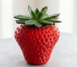 Vaso para Suculenta Tema Morango