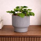Vaso Planta Artificial Mini Costela De Adão Sala Escritorio Ideal para compor mesas de centro estantes nichos decoração delicada Vaso Planta Artificial Mini Costela De Adão Sala Escritorio Ideal para compor mesas de centro estantes nichos decoração delicada