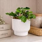 Vaso Planta Artificial Mini Costela De Adão Sala Escritorio Ideal para compor mesas de centro estantes nichos decoração delicada