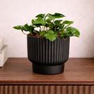 Vaso Planta Artificial Mini Costela De Adão Sala Escritorio Ideal para compor mesas de centro estantes nichos decoração delicada