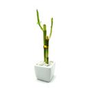 Vaso Quadrado Branco com Bambu da Sorte - Feng Shui