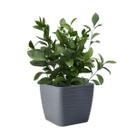 Vaso Quadrado Dunas Para Plantas Decoração Luxo 2,9L