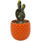 Vaso suculenta dolomita plástico 9x18,8cm laranja -L Hermitage