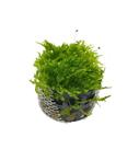 Vesicularia Montagnei (christmas Moss) Chácara Takeyoshi