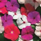 Vinca Anã Sortida - 100mg de Sementes