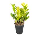 Zamioculca Camaleão Variegata Zamifolia Natural Decoração