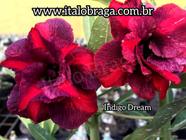 01 Rosa Do Deserto Rara Dobrada Indigo Dream