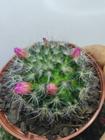 1 Muda De Cacto Mammilaria Bocasana Lindas Plantas