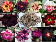 10 Sementes de Rosa do Deserto Tripla Dobrada Simples Sortidas (Adenium Obesum)