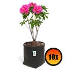 10 Vasos De Plantas De Suculentas 4 Litros