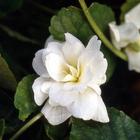 100 Sementes De Violeta Perfumada Cor Branca