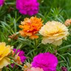 100 Sementes Portulaca Onze Horas 11 Horas Cores Sortidas