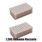 1200 Sementes Vaccaria Auriculoterapia Acupuntura Auricular - Jetting