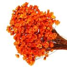 1200 Sempre Viva Florzinha Laranja I Flores Desidratadas - Tem Flores