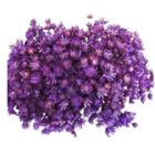 1200 Sempre Viva Florzinha Lilás I Flores Desidratadas - Tem Flores