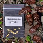 20 sementes Pimenta Spitfire Original Orgânico + ardida Do Mundo - VICIADO EM PIMENTAS