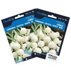 2X Sementes de Cebola Crystal White Wax Blueline TOPSEED