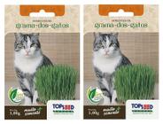 2X Sementes De Grama Dos Gatos (Cat Grass) TOPSEED