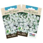 2X Sementes de Gypsofila Elegant Branca TOPSEED