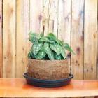 2X Vaso Fibra Coco Orquidea Nº4 Com Prato E Corrente 01 Kit