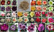 3 Sementes de Rosas do Deserto Triplas, Duplas e Simples Sortidas (Adenium obesum)