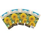 4X Sementes de Girassol Anão Sungold (Dobrado) TOPSEED