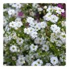 5.500 Sementes de Gypsophila elegans Mosquitinho Branco - 5g - ISLA