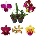 5 Mudas Orquídeas Cattleyas Mistas Variadas Plantas Raras