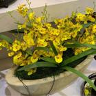 8 Galhos de orquídea flor artificial delicada e charmosa para decoração qualidade e durabilidade - Decora Flores Artificiais