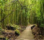 Adesivo Paisagem Floresta Bambu Papel Parede NaturezaGG354