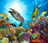 Papel de Parede Fundo do Mar Natureza Peixes Sala Adesivo - 133pcm - Allodi  - Papel de Parede - Magazine Luiza