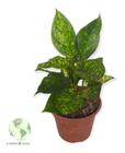 Aglaonema Neve Planta Natural Para Colecionadores Saudaveis