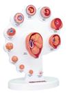 Anatomia do Desenvolvimento Embrionário - 4D MasterMed
