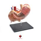 Anatomia do Estômago - 4D MasterMed