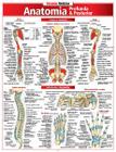 Anatomia Profunda e Posterior - Resumão