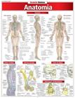 Anatomia Resumão - BARROS, FISCHER & ASSOCIADOS