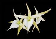 Angraecum eburneum x sesquipedale - Cooperorchids