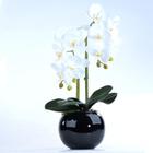 Arranjo 2 Orquídeas Artificiais Brancas em Aquário Preto Pity