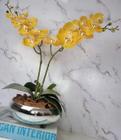 Arranjo Com 2 Orquídeas Amarela Vaso Prata 22cm