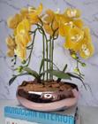 Arranjo Com 4 Orquídeas Amarela Vaso Rose 28cm
