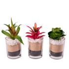 Arranjo Permanente Planta Artificial Suculenta Plástico Vaso Vidro Kit 3pcs Vizapi 3 Camadas 7x14cm