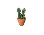 Arranjo Planta Artificial Vaso Cerâmico Cactus Mix Tuut