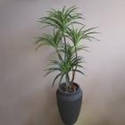 Árvore Dracena Toque Real 1m no Vaso de Chão Thai Preto Árvores Formosinha