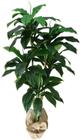 Arvore Planta Artificial Dracena Luxo 158cm Grande Vaso