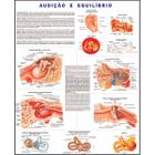 Audição E Equilíbrio Poster Mapa Anatomia Corpo Humano Medicina - For Sales Store