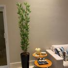 Bambu Mossô Artificial 5 Hastes Planta Permanente no Gesso - Decore Fácil Shop