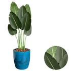 Bananeira Artificial Com Vaso Bojo Completo Toque Real Casa - PlantaImport